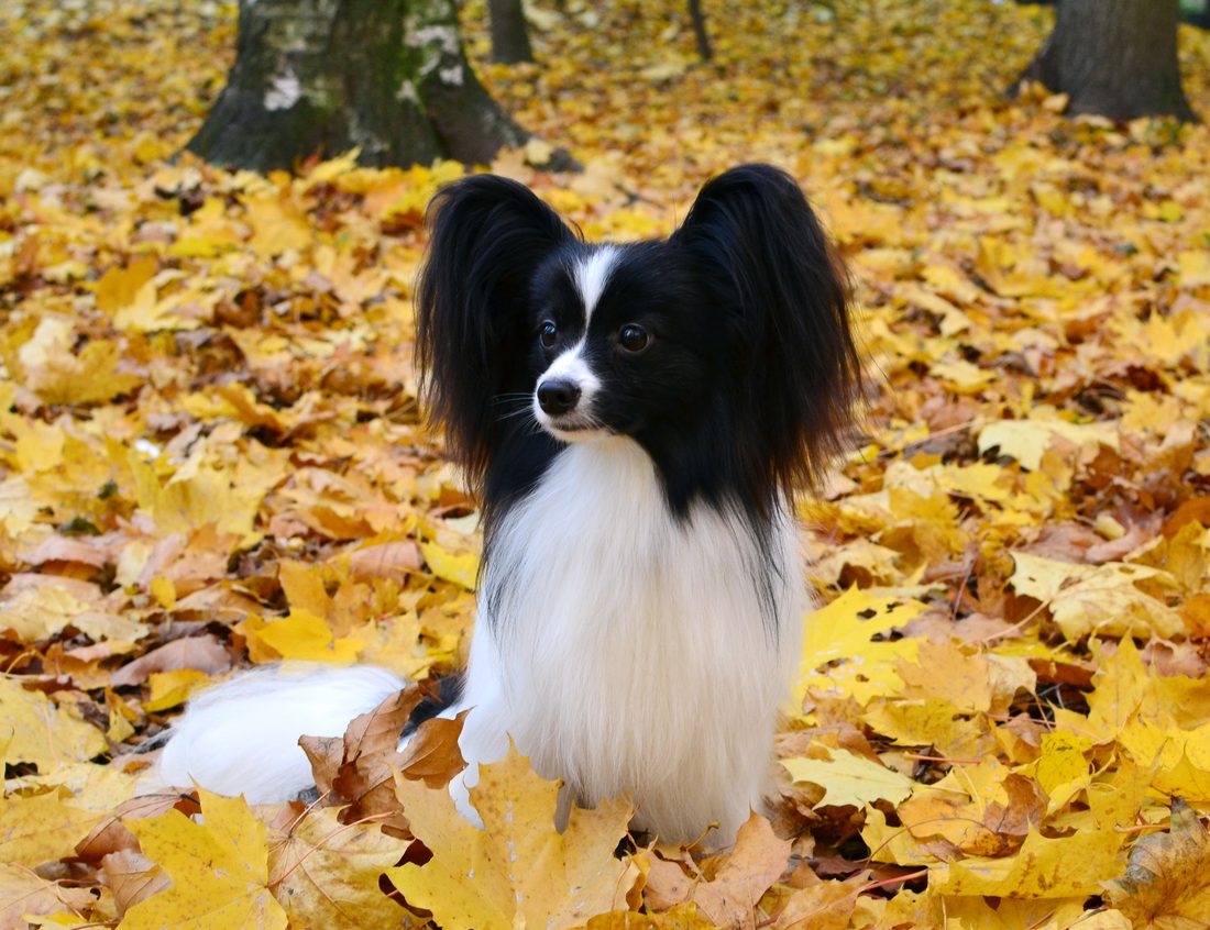 Papillon aux aguets, oreilles bien dressées, à l'extérieur