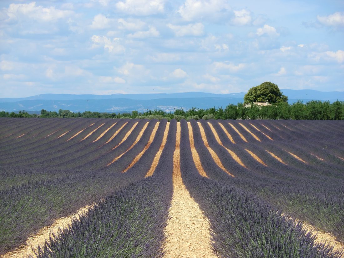 Champ de lavande en fleurs derrière le mas, à Mont-Saint-Hilaire