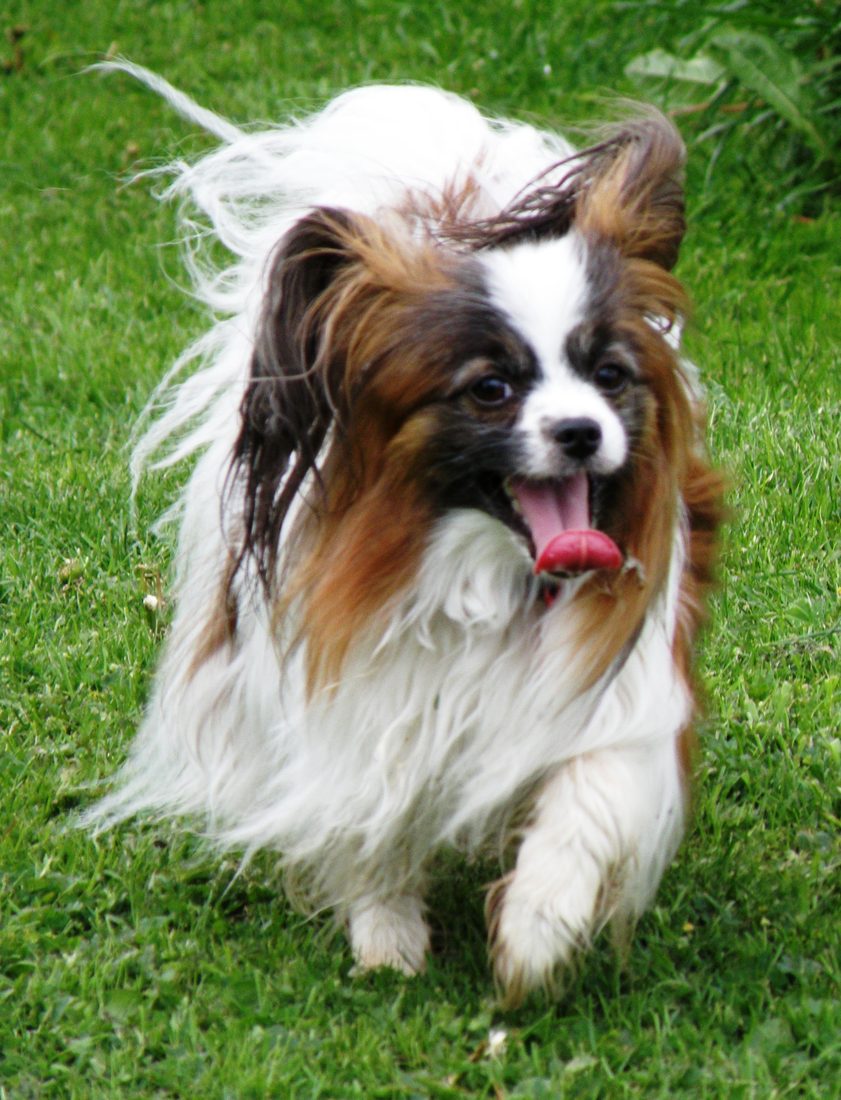 Papillon qui court dans l'herbe, oreilles au vent
