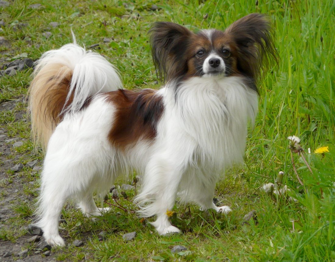 Papillon en promenade dans le jardin du mas