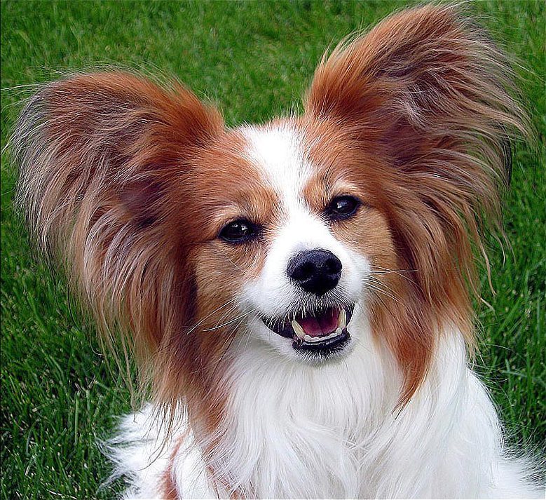 Gros plan sur les oreilles frangées d'un Papillon
