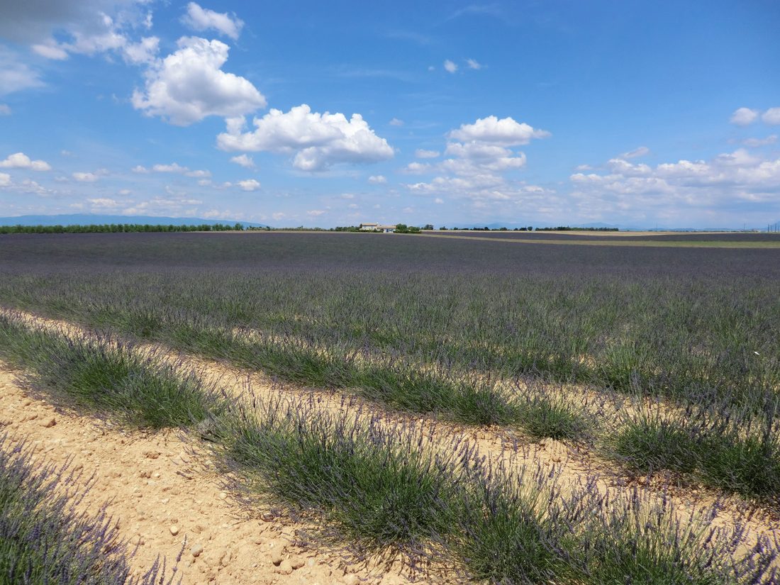 Rangs de lavande à perte de vue sur le coteau