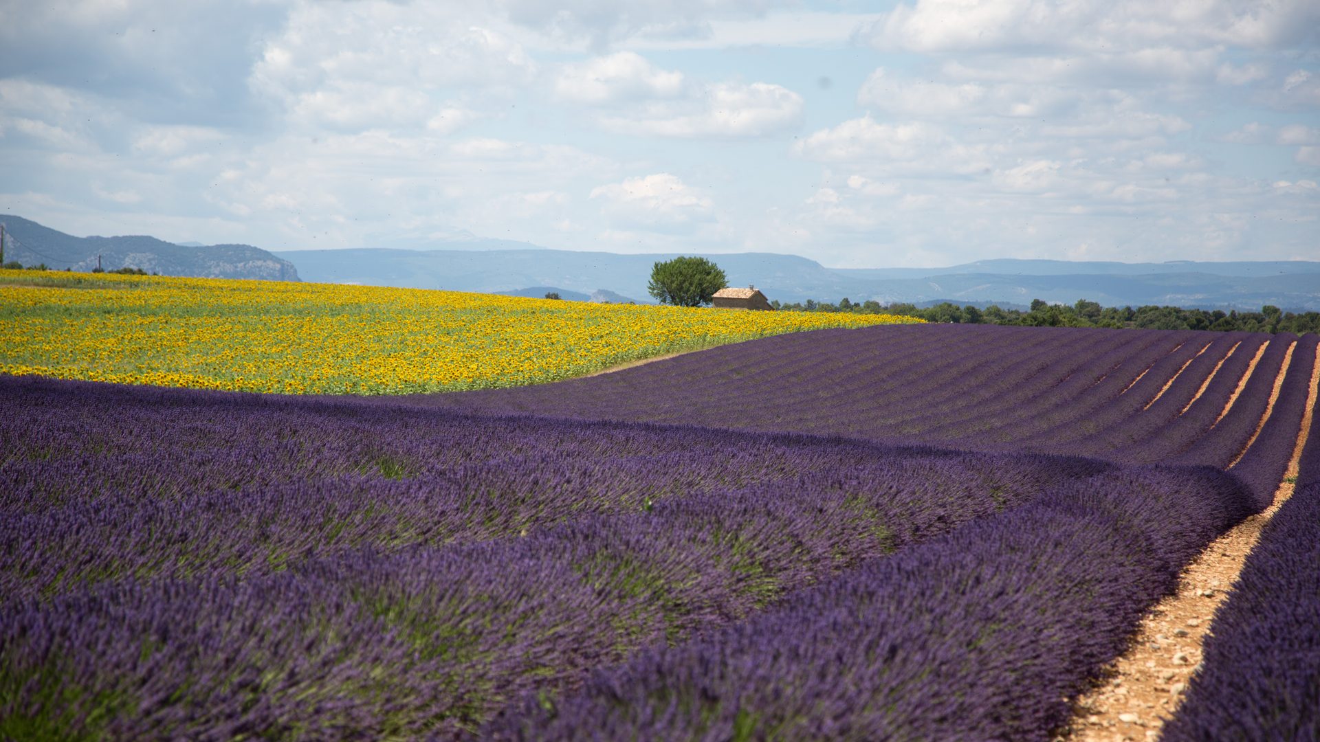 Champ de lavande et tournesols au pied du mont, lumière de fin d'après-midi