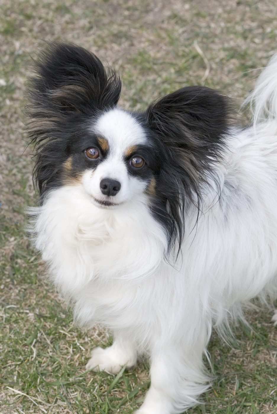 Papillon adulte, portrait, grandes oreilles frangées dressées