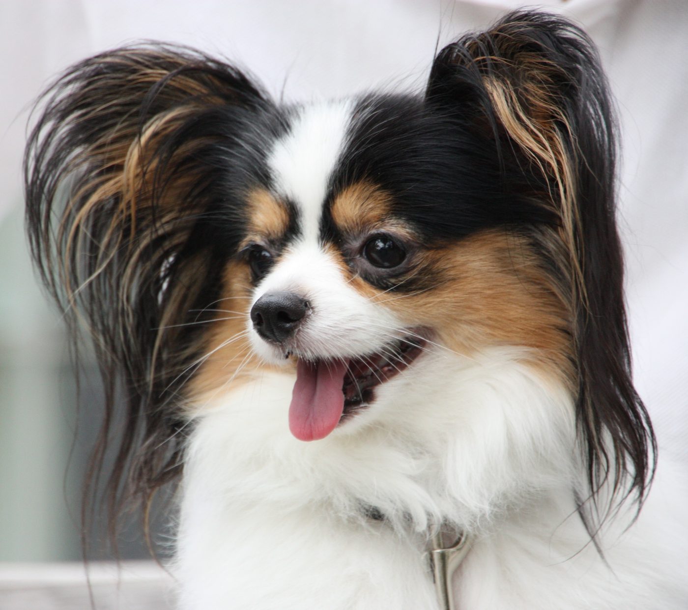 Gros plan sur la tête d'un Papillon, grandes oreilles frangées